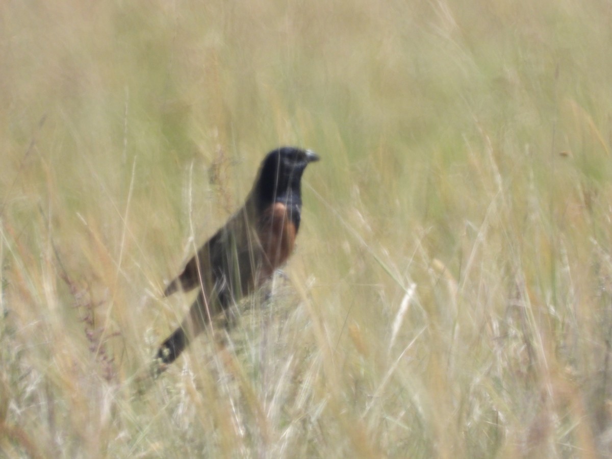 Black Coucal - ML613073599