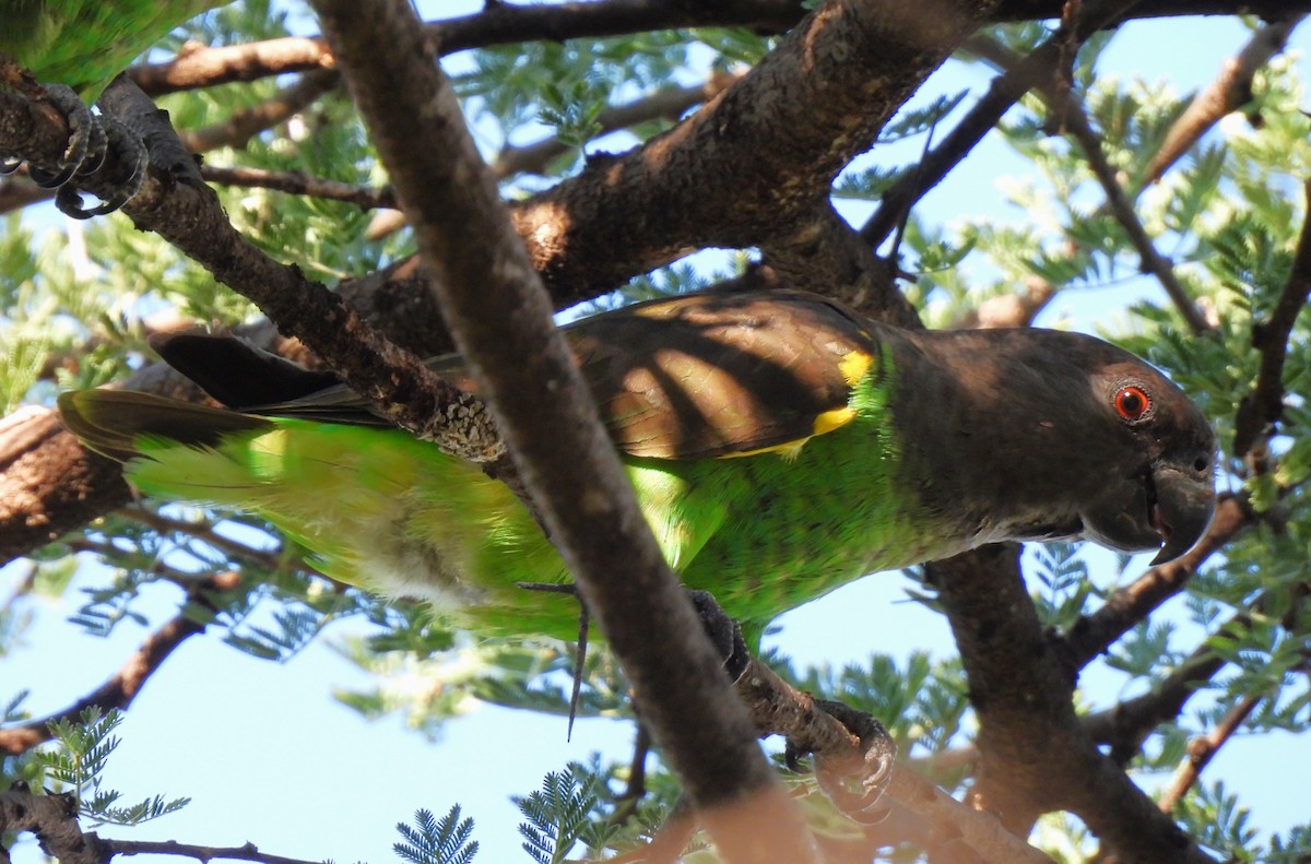 Meyer's Parrot - ML613073658