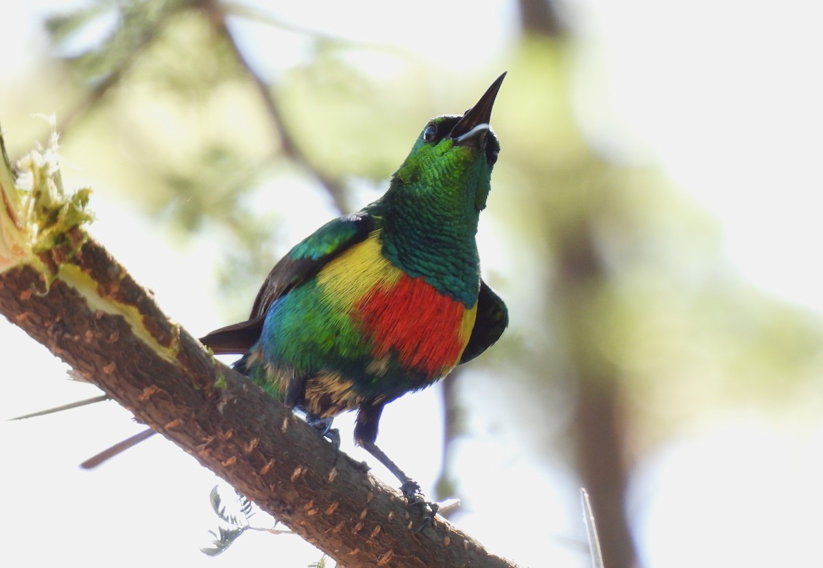 Beautiful Sunbird - ML613073669