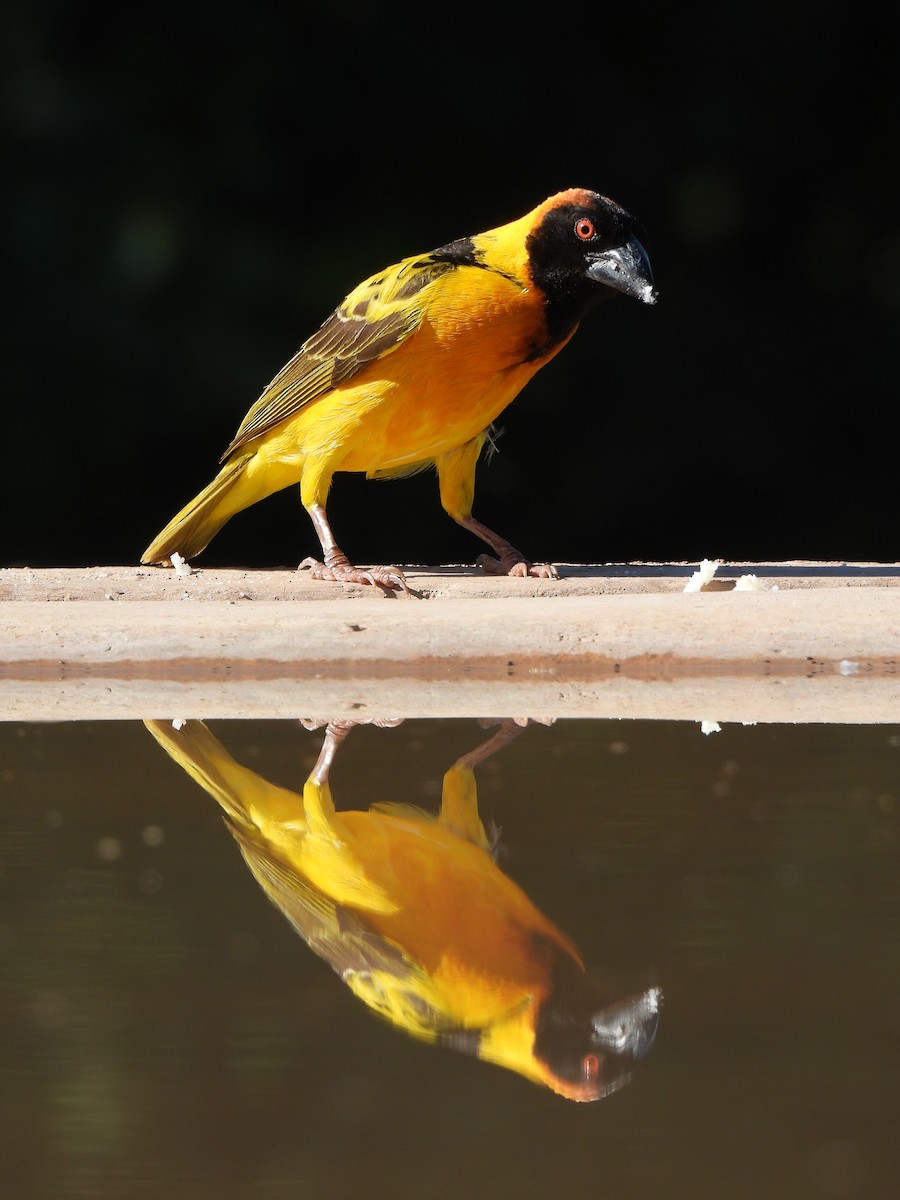 Village Weaver - Adarsh Nagda