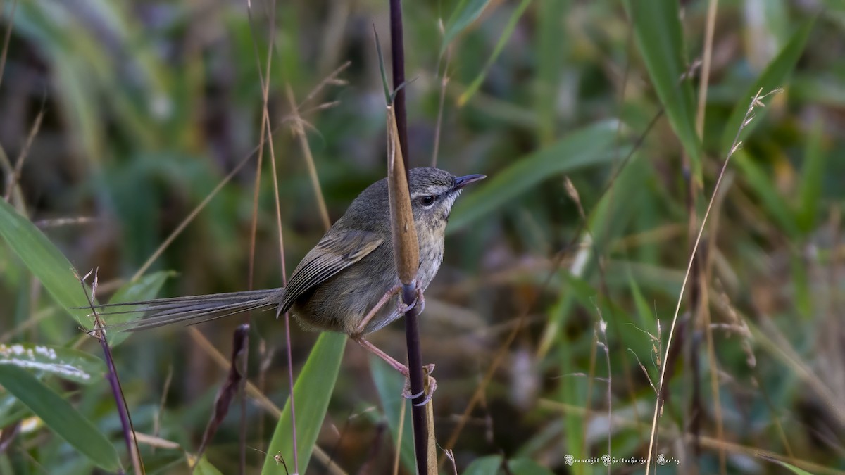 Black-throated Prinia - ML613073696