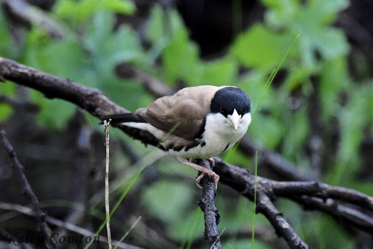 Black-capped Social-Weaver - ML613073764