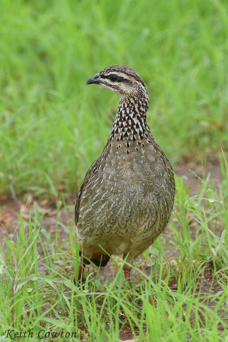 Crested Francolin - ML613073777