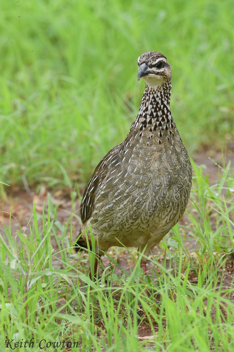 Crested Francolin - ML613073778