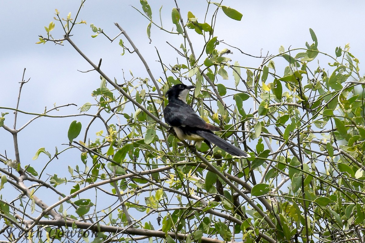 Pied Cuckoo - Keith Cowton