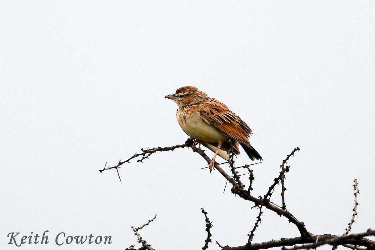 Fawn-colored Lark (Foxy) - ML613073830