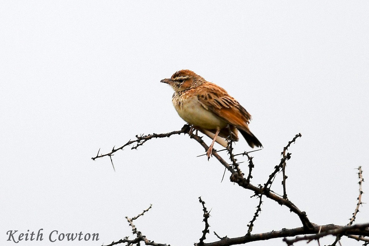 Fawn-colored Lark (Foxy) - ML613073831