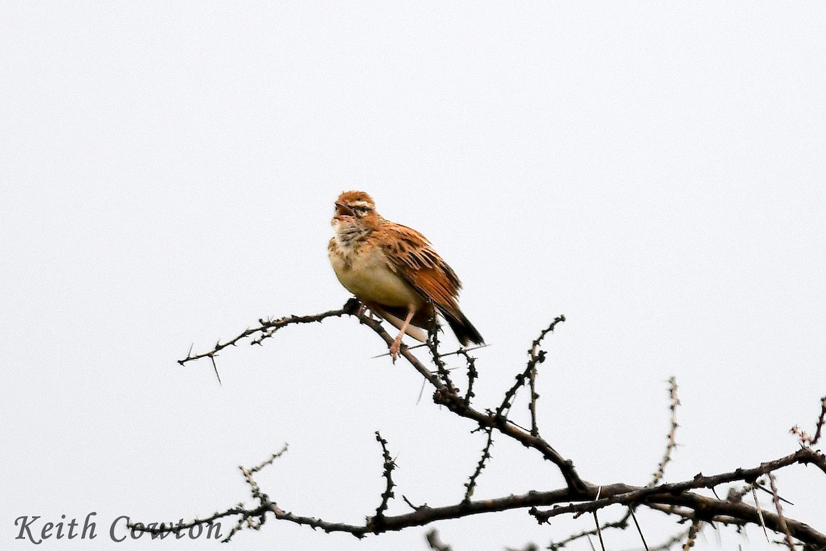 Fawn-colored Lark (Foxy) - Keith Cowton