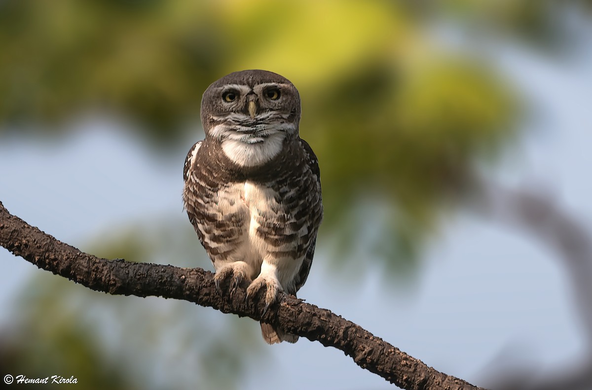 Forest Owlet - ML613073917