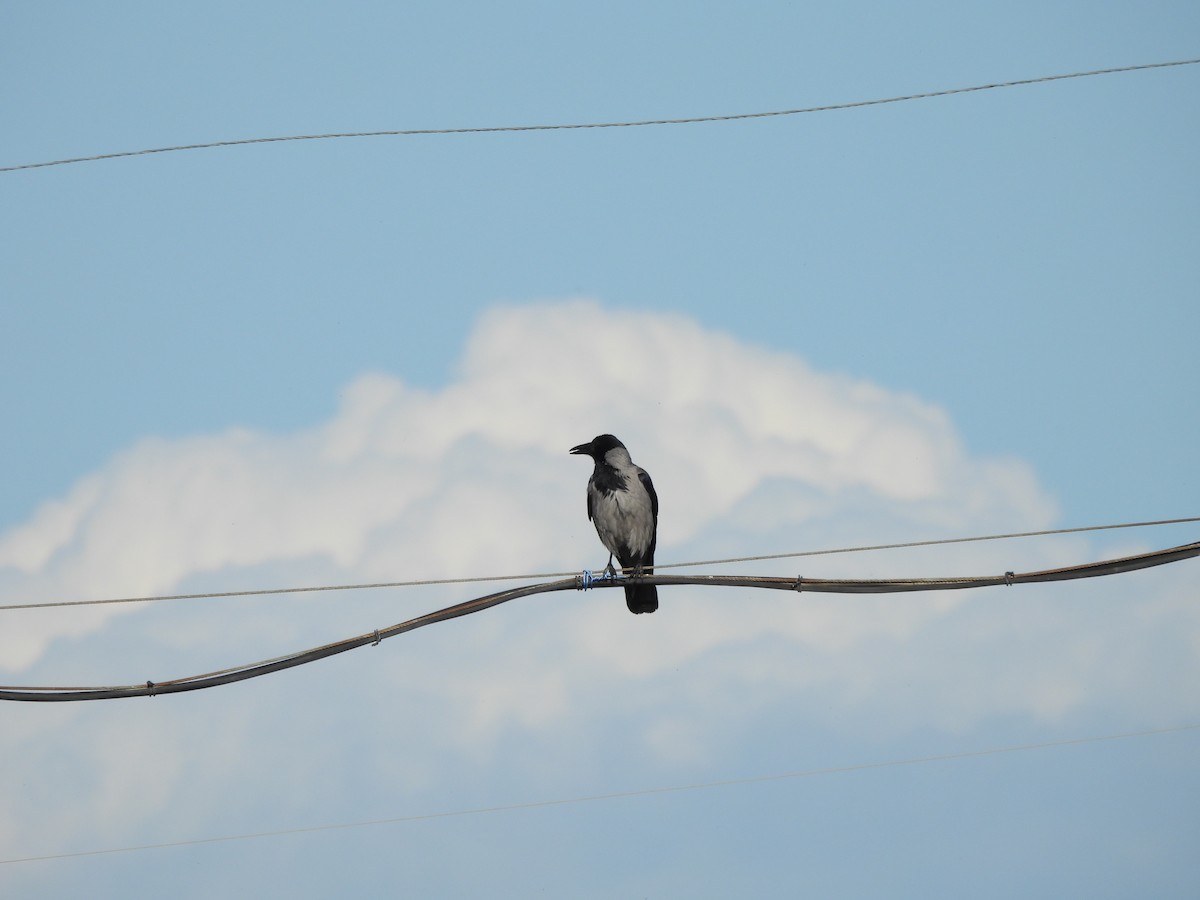 Hooded Crow (Hooded) - ML613073919