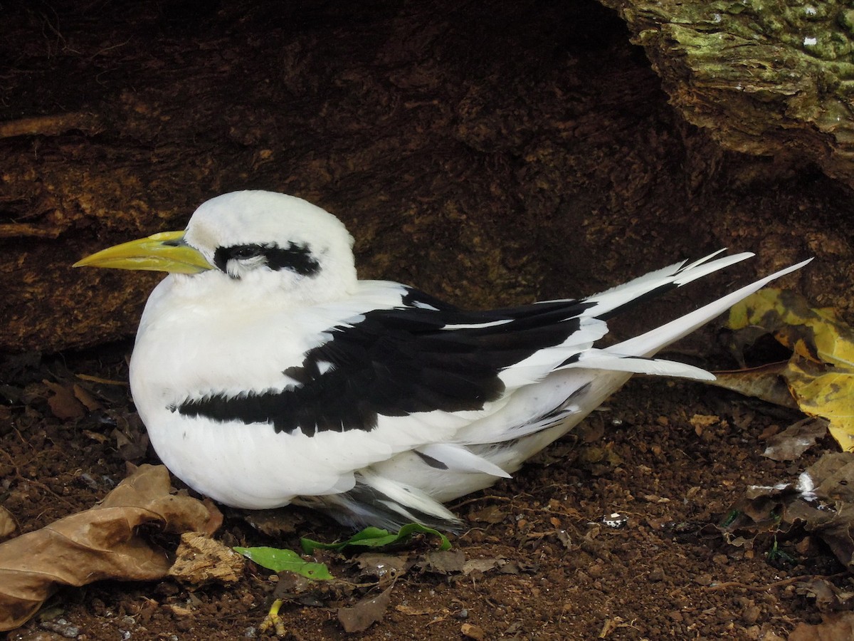 White-tailed Tropicbird - ML613073937