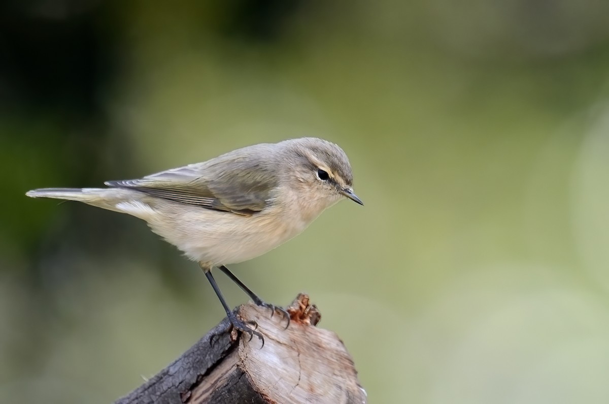 Common Chiffchaff (Siberian) - ML613074045