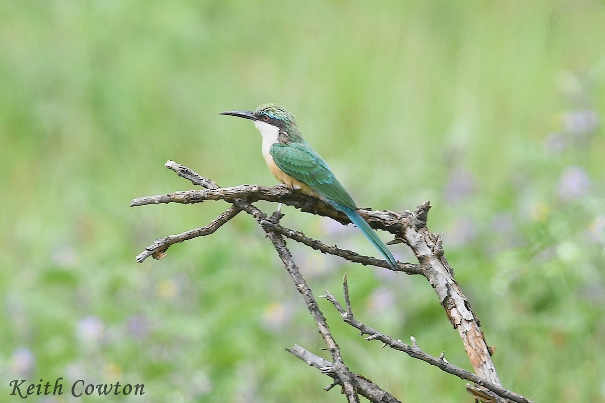 Somali Bee-eater - Keith Cowton