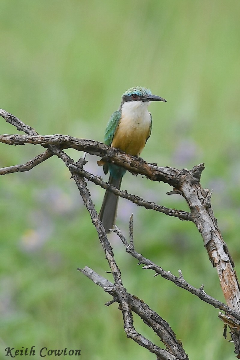 Somali Bee-eater - Keith Cowton