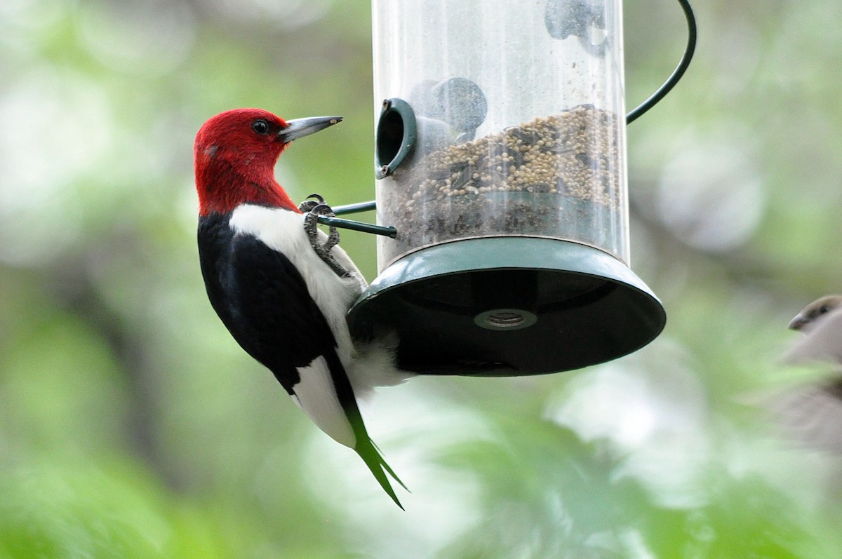 Red-headed Woodpecker - ML613074130