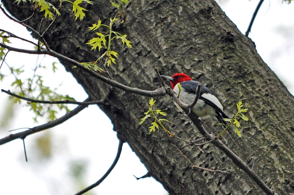 Red-headed Woodpecker - ML613074131