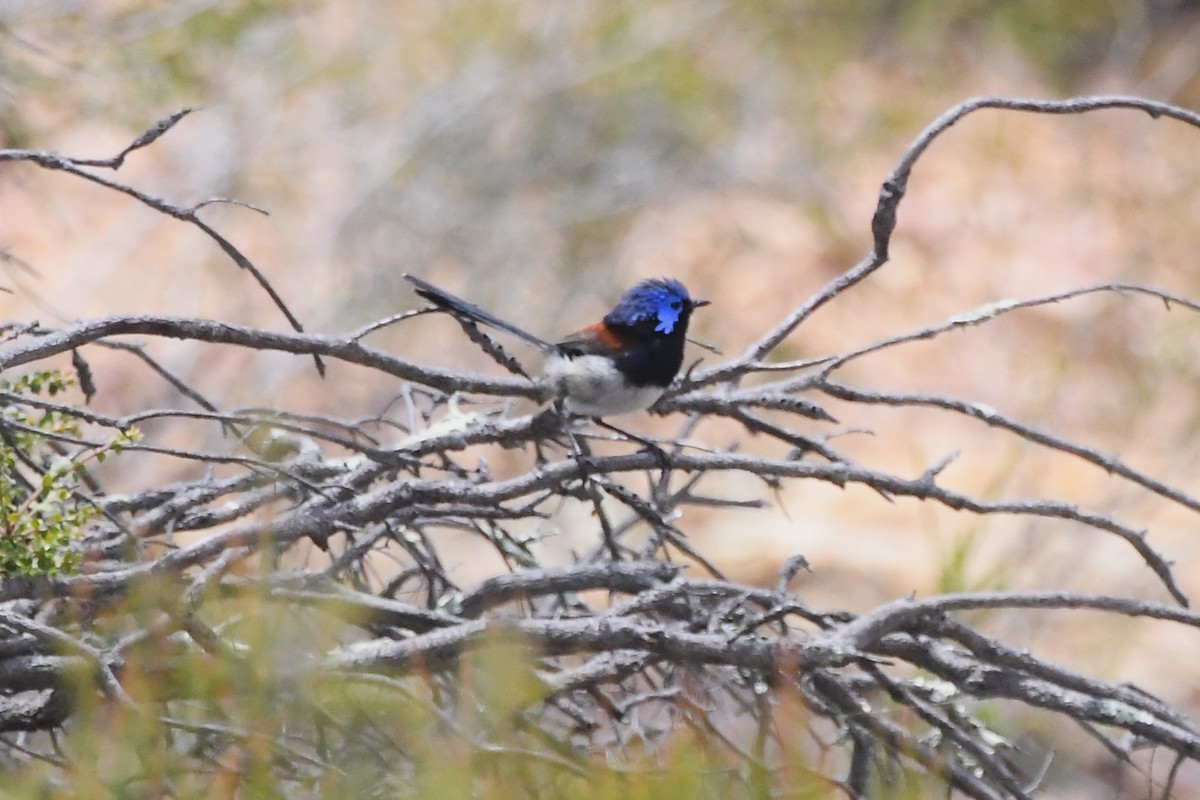 Purple-backed Fairywren - ML613074170