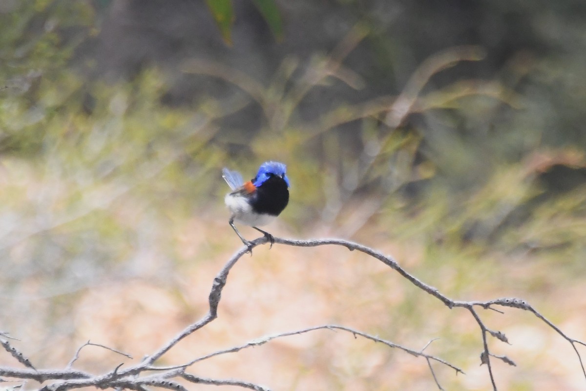 Purple-backed Fairywren - ML613074171