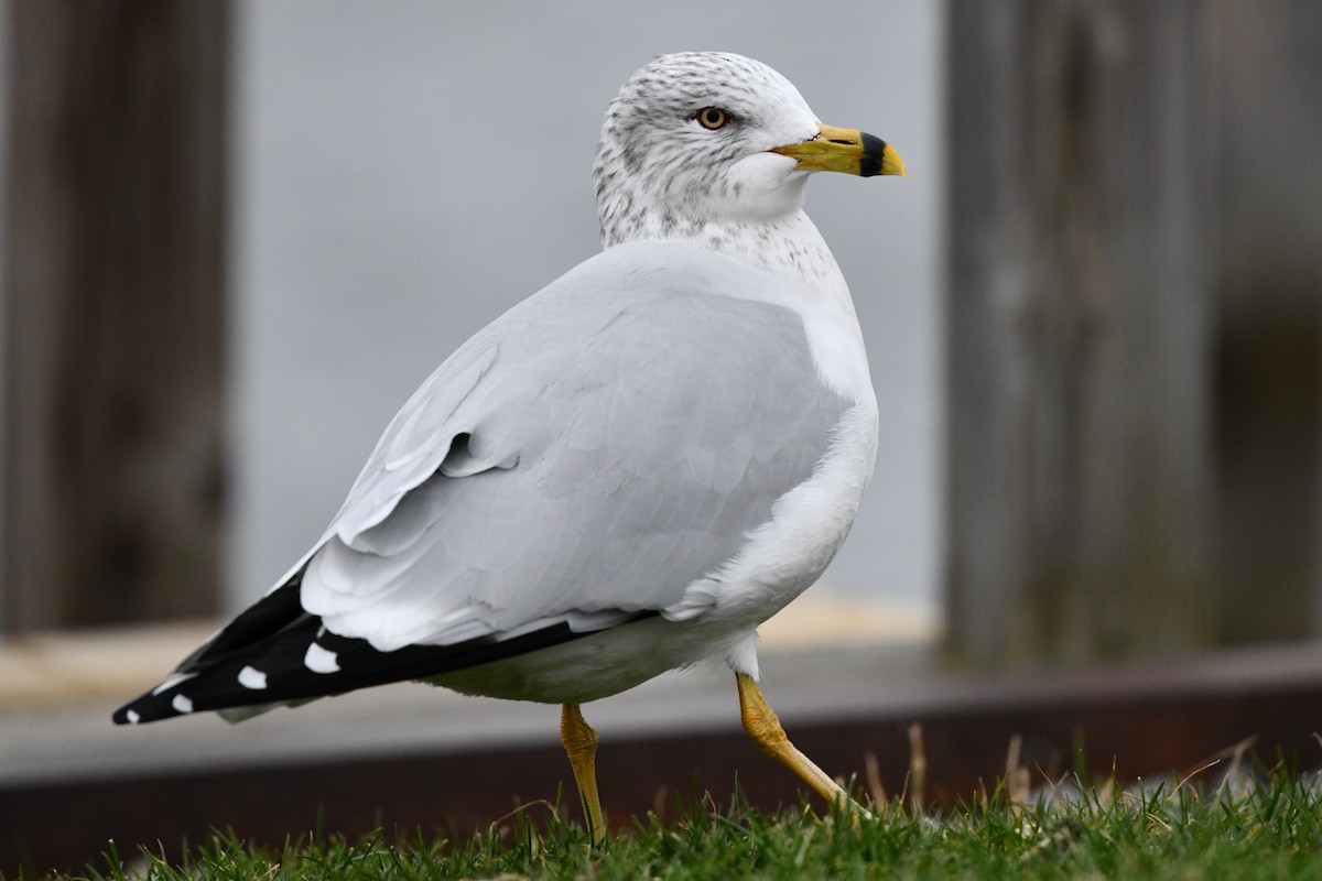 Ring-billed Gull - ML613074174