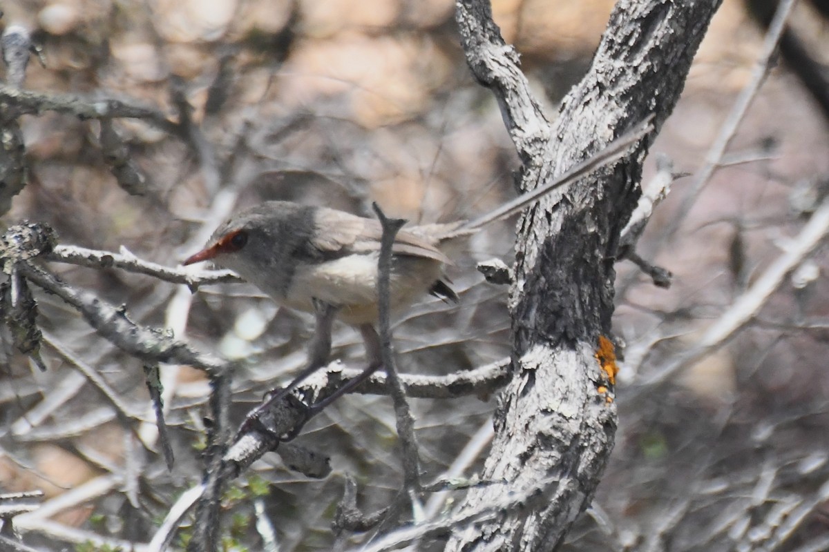 Purple-backed Fairywren - Michael Louey