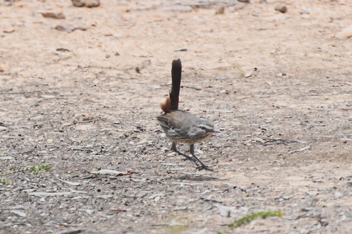 Shy Heathwren - ML613074180