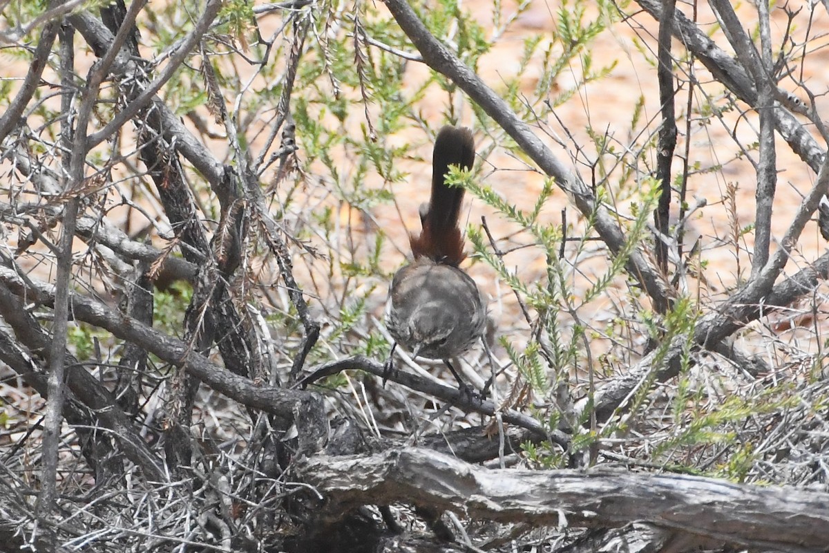 Shy Heathwren - ML613074185