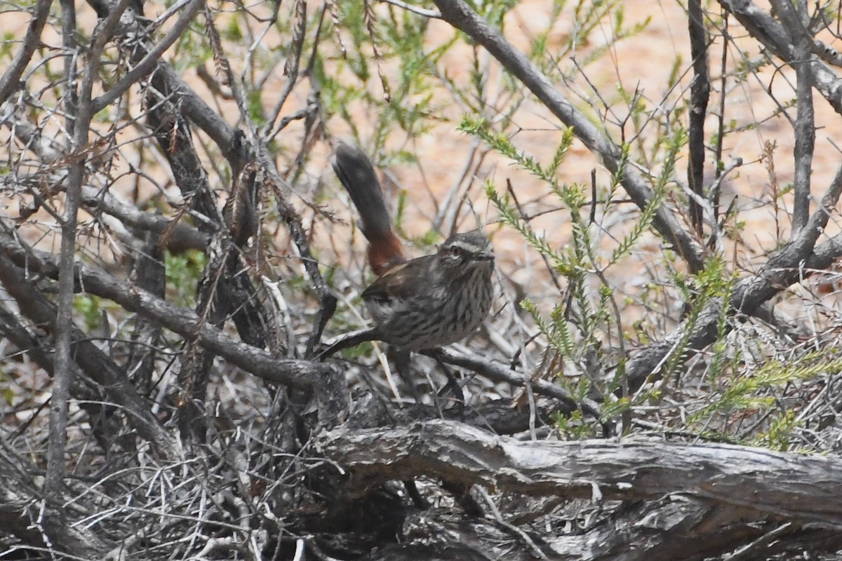 Shy Heathwren - ML613074188