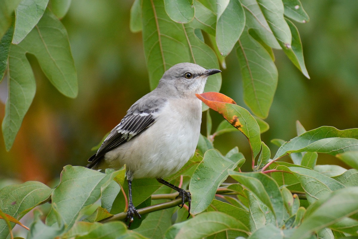 Northern Mockingbird - ML613074201