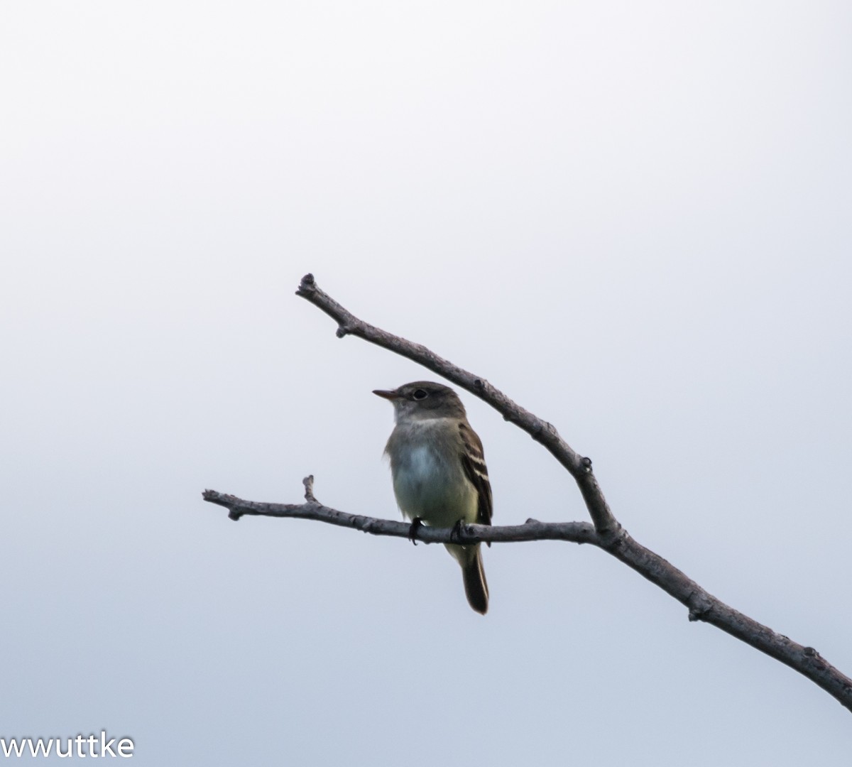 Alder Flycatcher - ML61307421