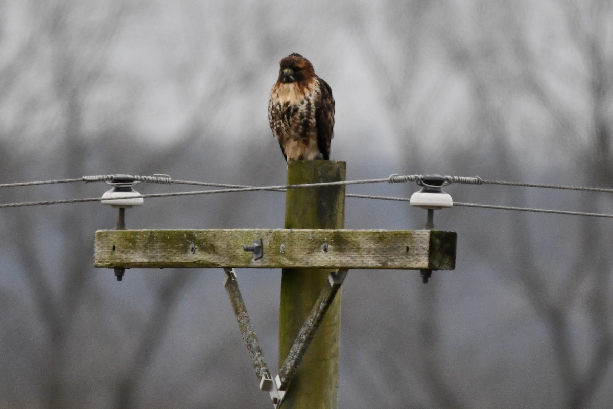 Red-tailed Hawk (abieticola) - ML613074240