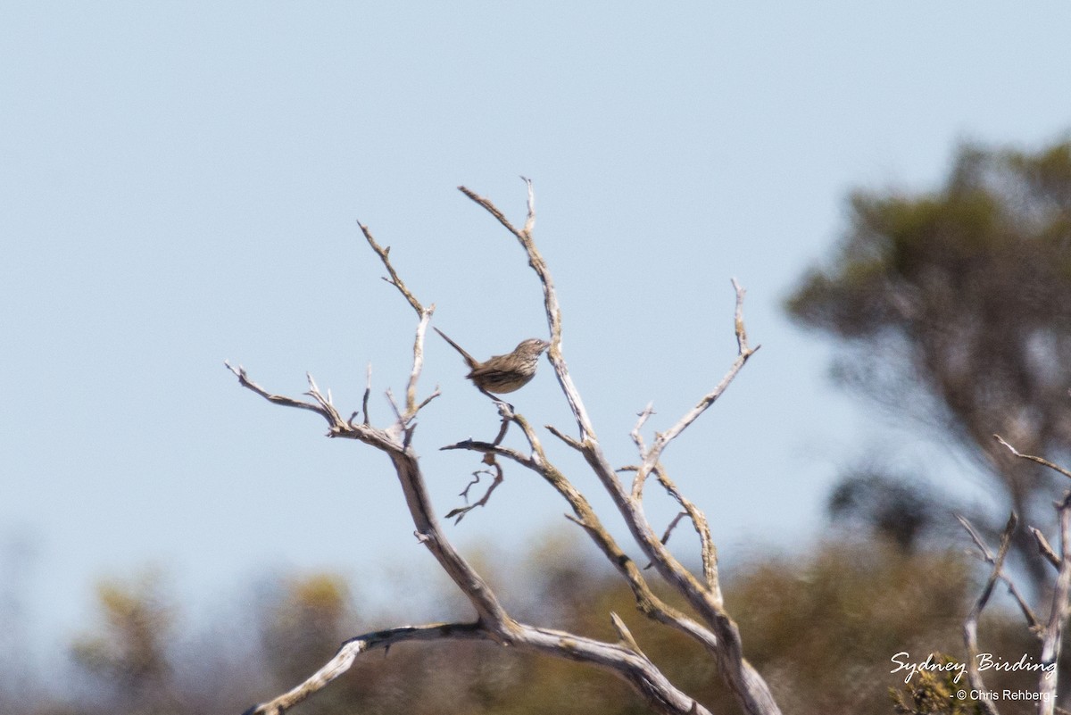 Western Fieldwren - Chris Rehberg  | Sydney Birding