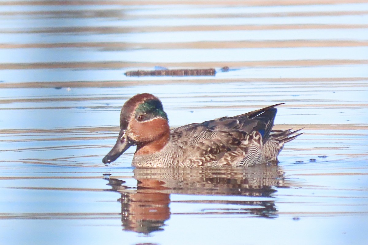 Green-winged Teal - ML613074244