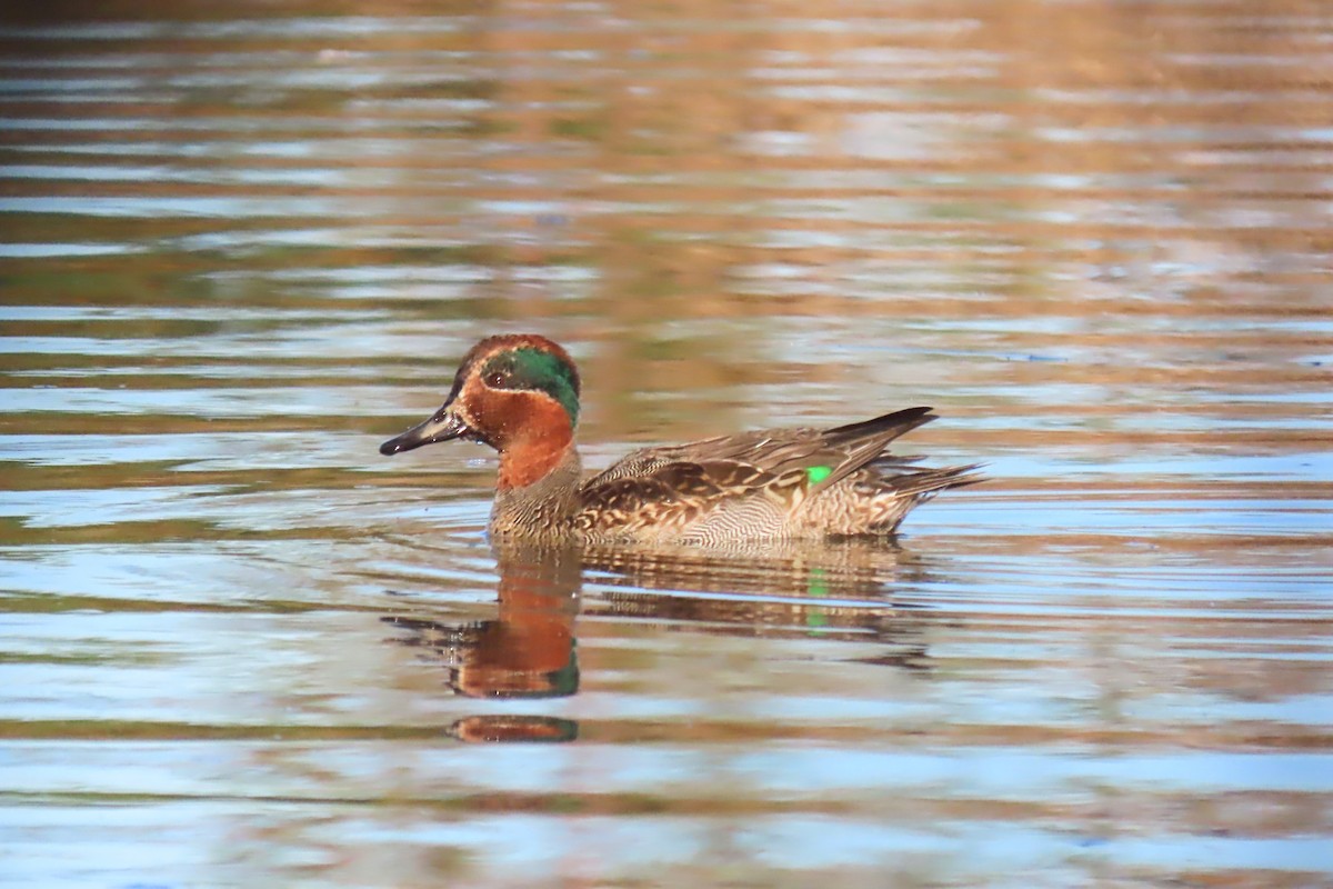 Green-winged Teal - ML613074245