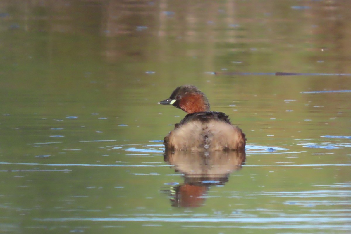 Little Grebe - ML613074252