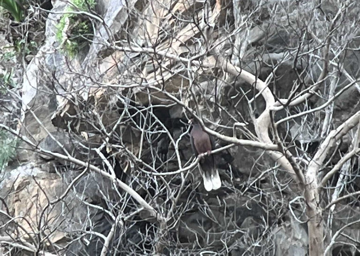 Laurel Pigeon - ML613074292