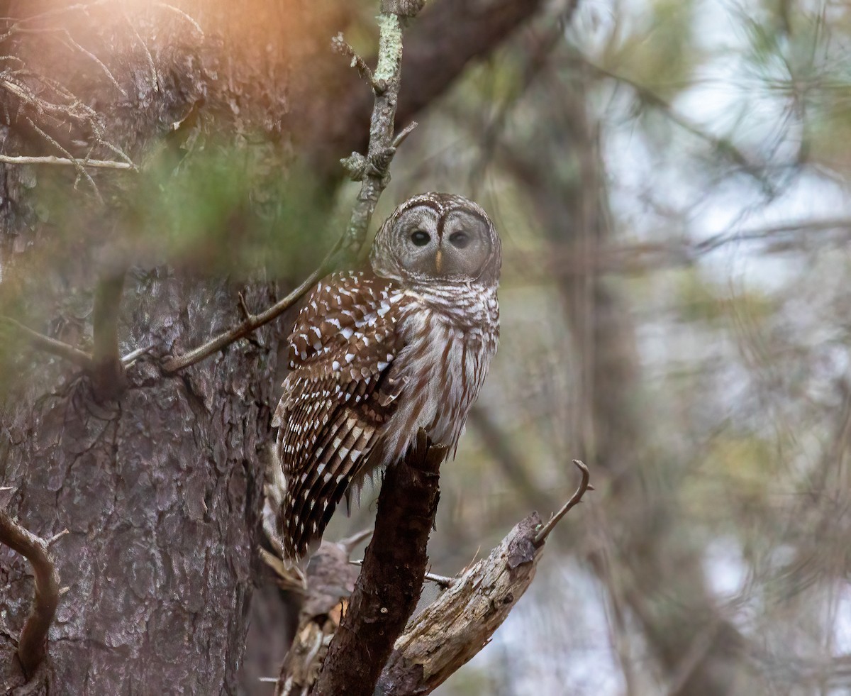 Barred Owl - ML613074334