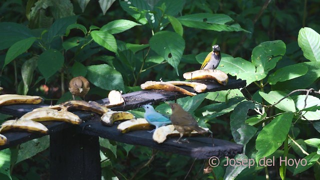 Buff-throated Saltator - ML613074349