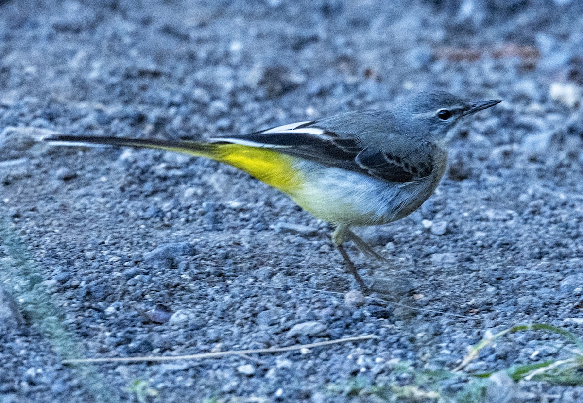 Gray Wagtail - ML613074458