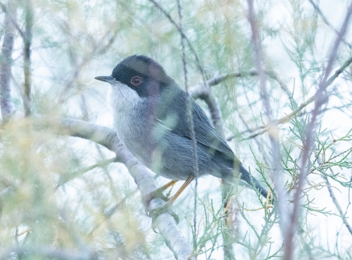 pěnice bělohrdlá - ML613074462