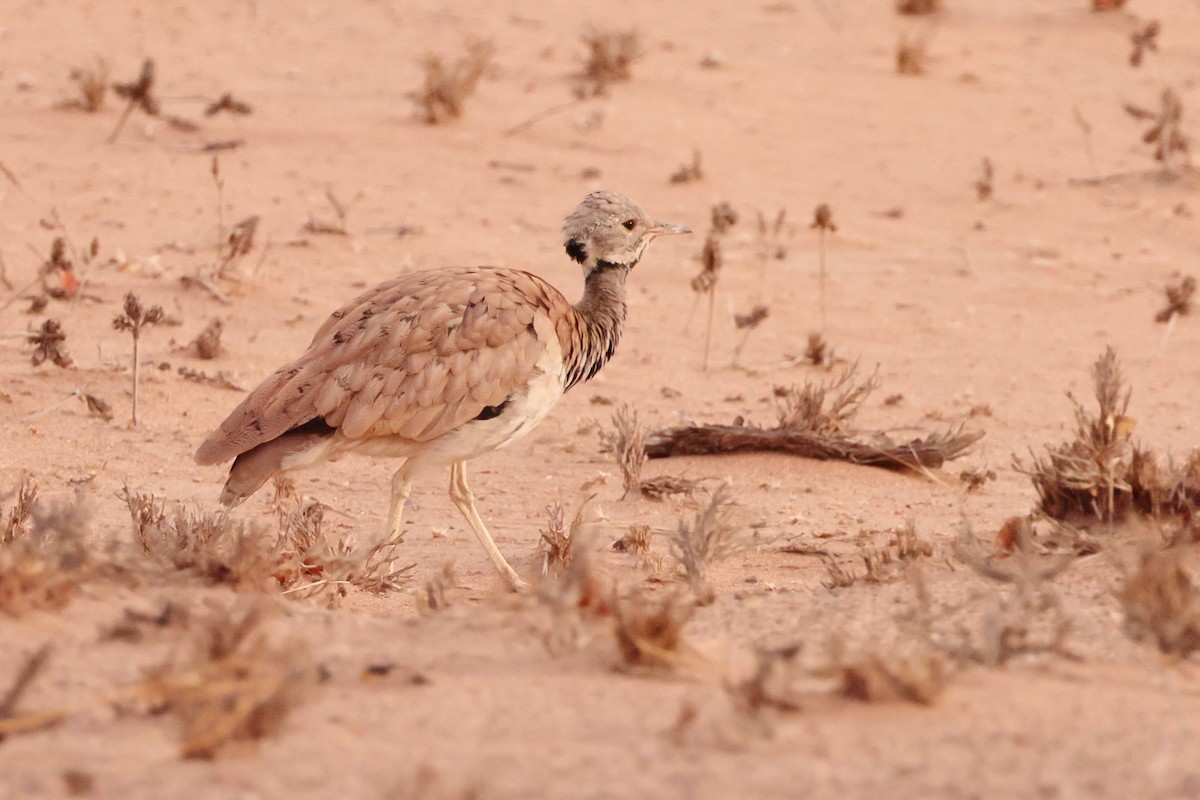 Rüppell's Bustard - ML613074472