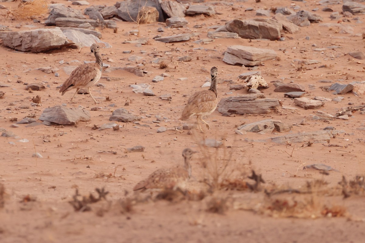 Rüppell's Bustard - ML613074474