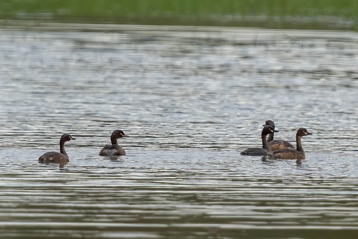 Australasian Grebe - ML613074535