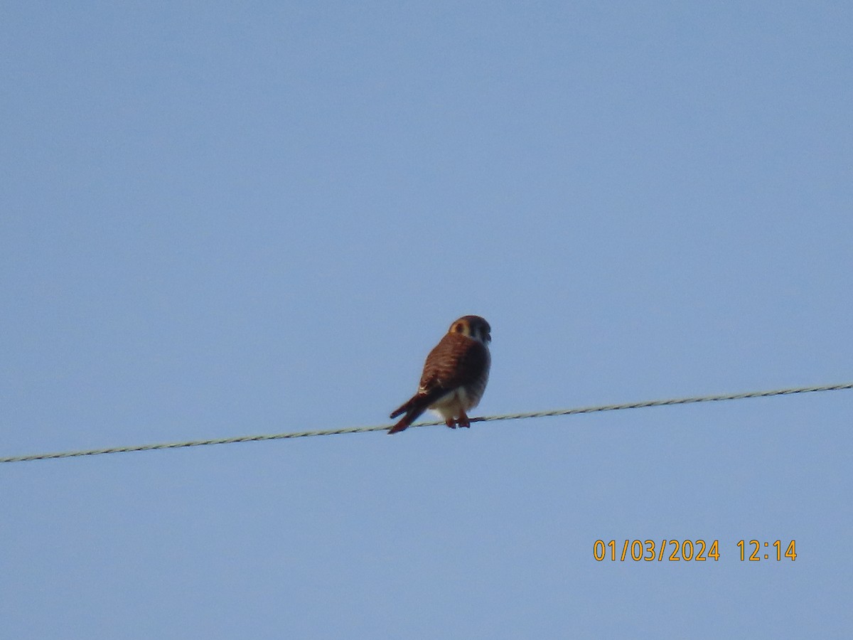 American Kestrel - ML613074615