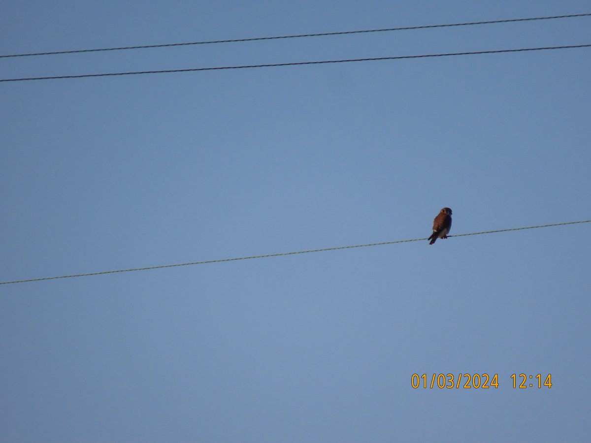 American Kestrel - ML613074617