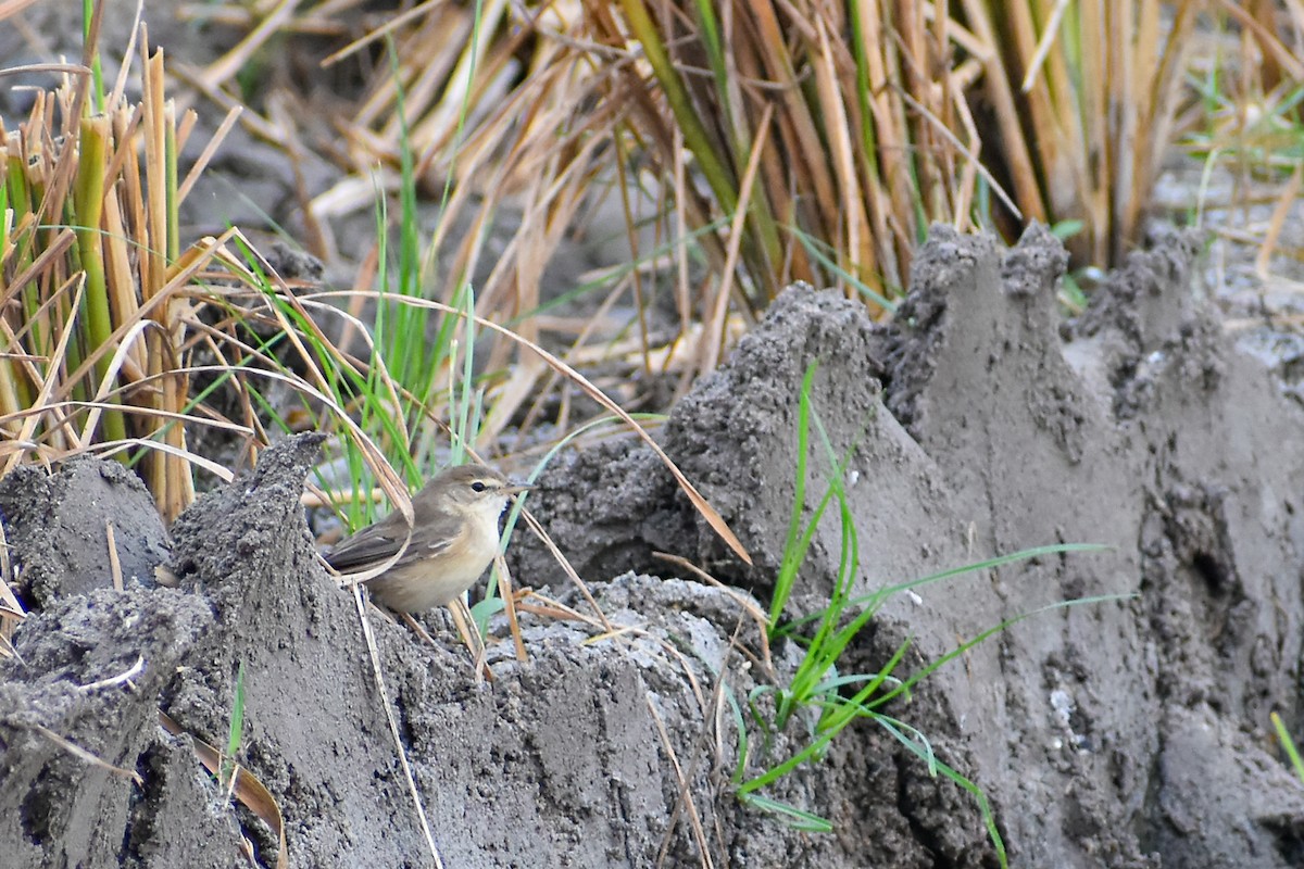 Paddyfield Warbler - ML613074641