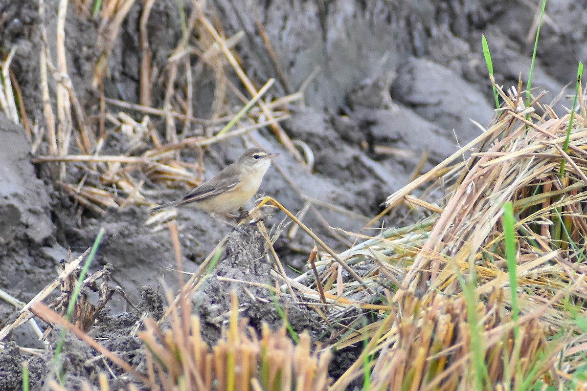 Paddyfield Warbler - ML613074642