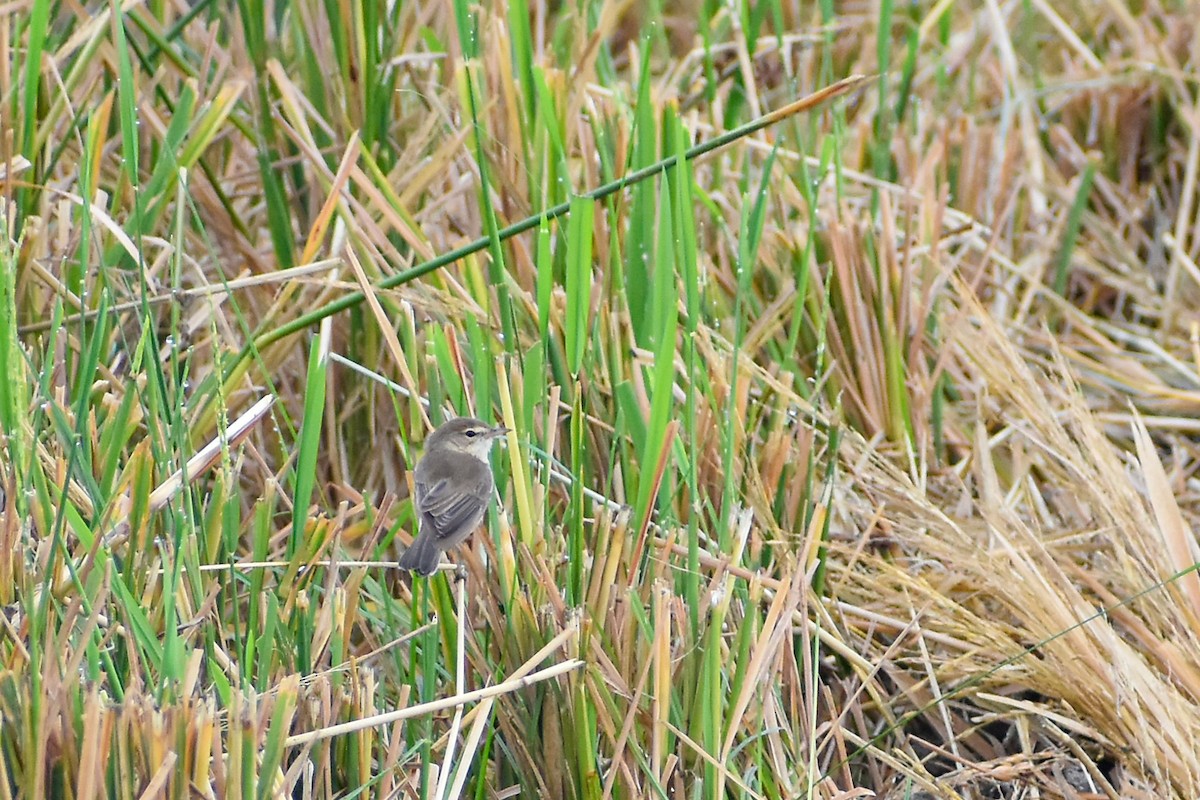 Paddyfield Warbler - ML613074643