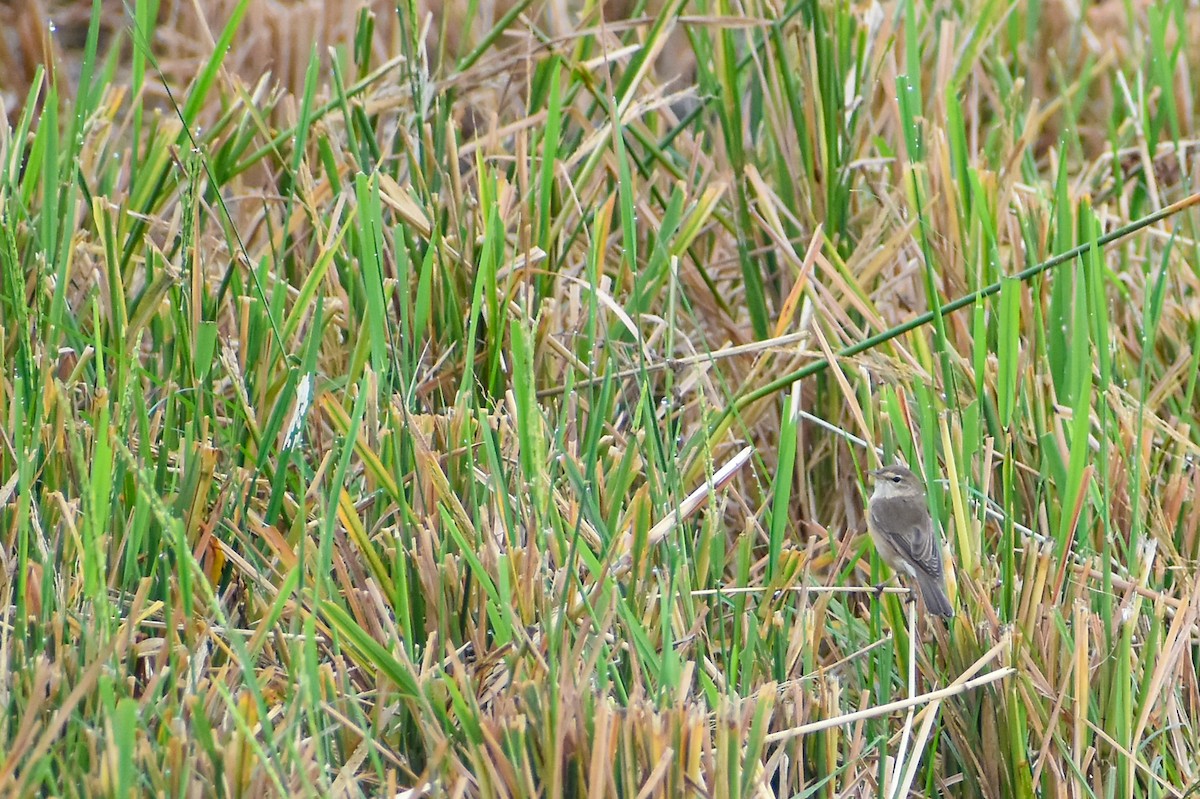 Paddyfield Warbler - ML613074644