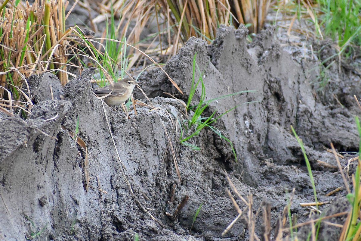 Paddyfield Warbler - ML613074645