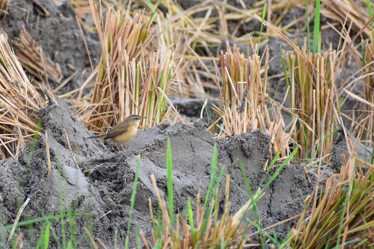 Paddyfield Warbler - ML613074646